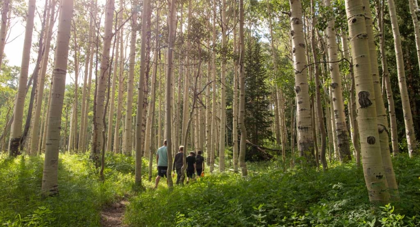 A group of people hike along a trail in a green wooded area